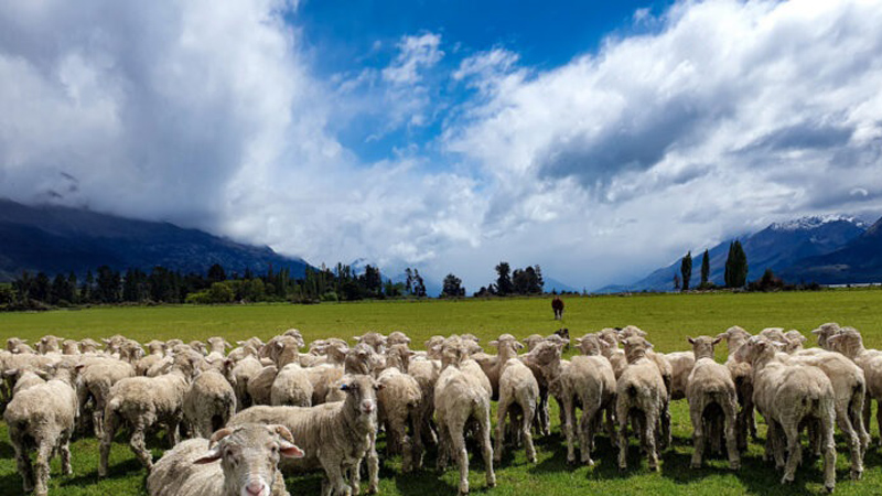 Herding-Sheep Herding-Sheep